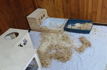 In desperate need of advice about litter box digging