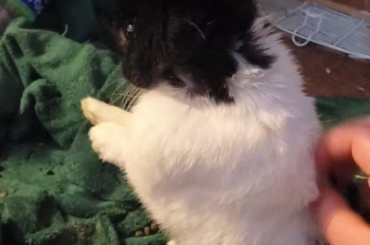 Getting some good scritches