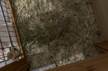 Watch me clean my litter box diggers mess in 30 seconds