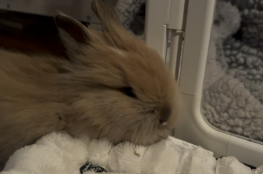 Is this a happy bun?