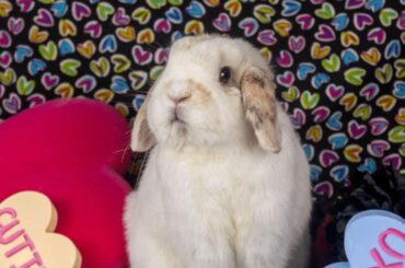 Happy Valentines Day from the Happy Hour Fluffle!