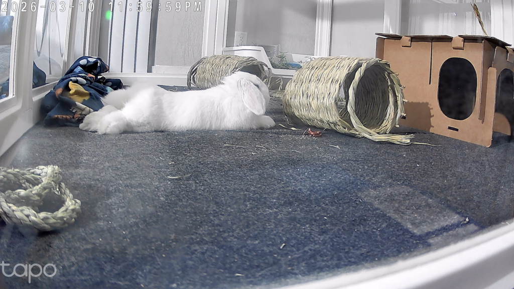 Bunny’s scratching frequency