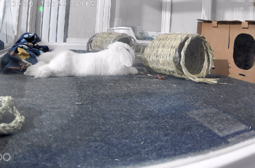 Bunny's scratching frequency