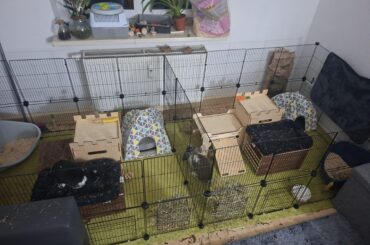 Charlotte and Alice update