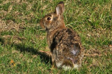 Bunny I saw on my morning walk today :3