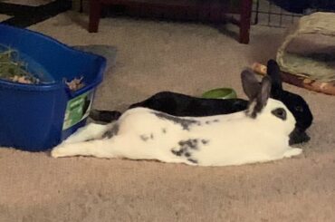 Estimated 7th Birthday