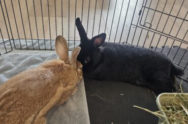 Bonding Buns