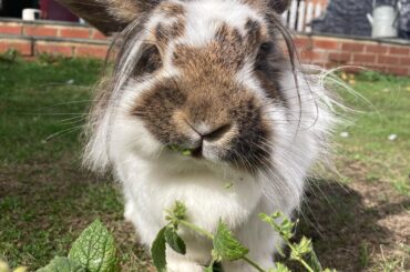 Should I get my rabbit spayed? (6 years old)