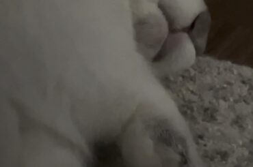 Sweet dreams everybun