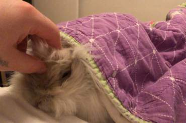 snug as a bun in a rug