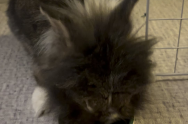 Breathe air? No food!