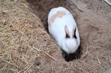 How far can they dig and where tf do they leave the dirt?🤯 so clean at the end!