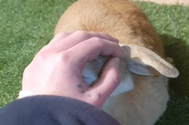 Bun licking palms