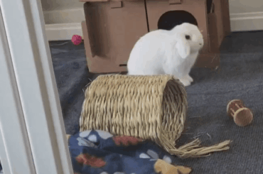 Tsk-tsk to grab a bunny's attention doesn't work very well