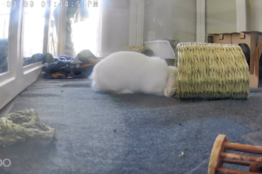 Bunny isn't even grooming himself, but his exotic vet says it's normal grooming behavior