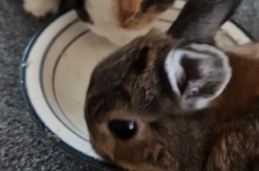 I made banana bread and let the fruit gremlins clean out the banana bowl