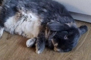 He flooped! Or how do you call it?