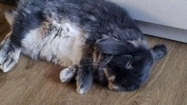 He flooped! Or how do you call it?