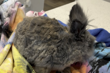 Had to trim my Lionhead rescue 😭