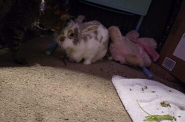 Signs of dementia in rabbits?