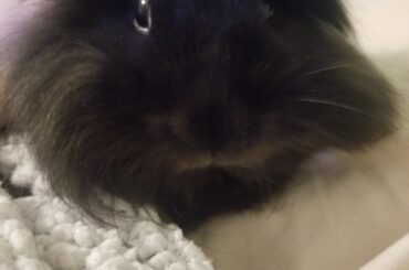 Breaking News Update! He Didn't Pee on Anyone!