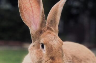 What did you name your rabbit and what’s the story behind it?