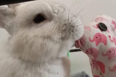 Bunny Tongue -Activated 👅😋