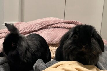 Lost my sweet boy today 💔How do I help his mate grieve?