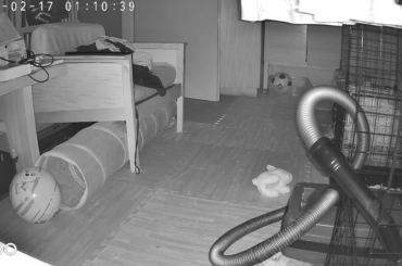 Look what my bunny can do! :)