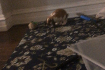 TRIPLE binkies for scratching his ear