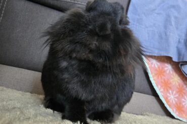 Someone is not eating his hay ... !