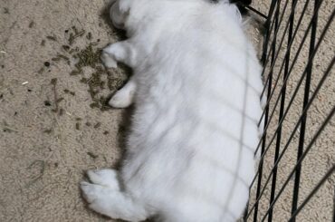 Little asshole scares me half to death