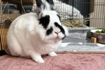 Should i be worried that my bunny hasn’t pooped?