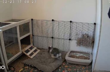 Today in: My rabbit uses his free will to be in places he’s not supposed to be