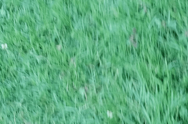 Rabbit jumpscare.