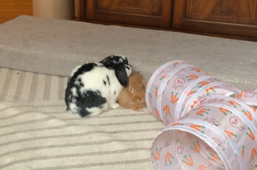 Banjo giving some good lubbins
