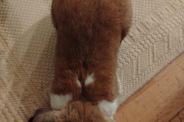 What does it mean when my bunny lays in this position front of me?