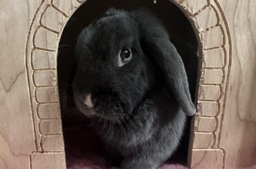 My little love 🐰❤️