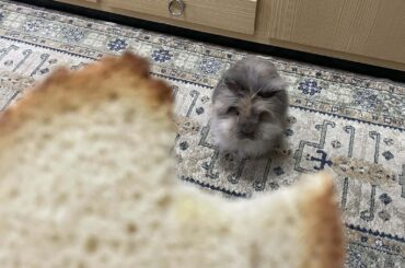 Full toast inspection