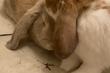 Professional bonding in only 7 days???