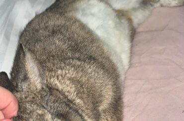 My heart immediately becomes so full when I see how comfy he is 🥲🫶🏻