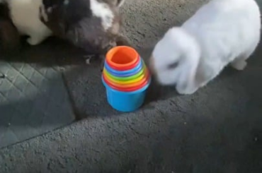 I threw it on the ground