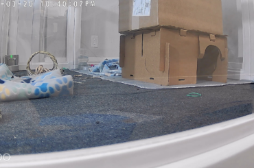 Bun-bun doesn't seem to realize he's been neutered