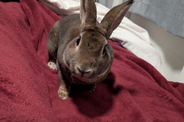 Spay/neuter rabbits?