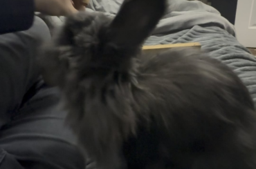 World conquering bunny incoming!