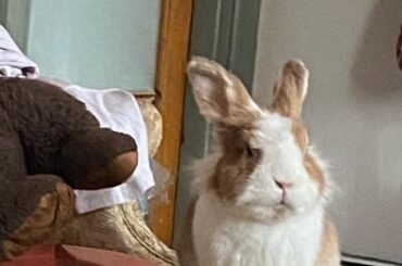 my first bun, benjamin