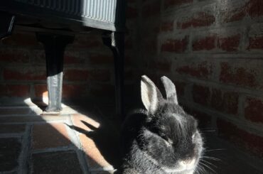 Oscar turned 13 last month!