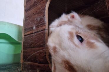 "Helo, how are you today?"