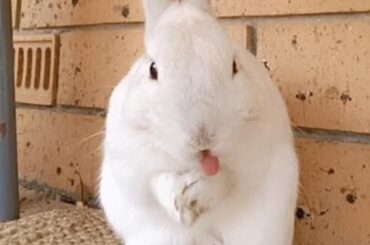 Bunny Tongue -Activated 👅🐇🤣