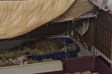 Chamomile loves digging to nowhere